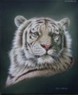 Аватар для Tigris
