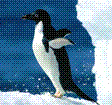 Аватар для пингвин