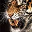 Аватар для Tiger_roar